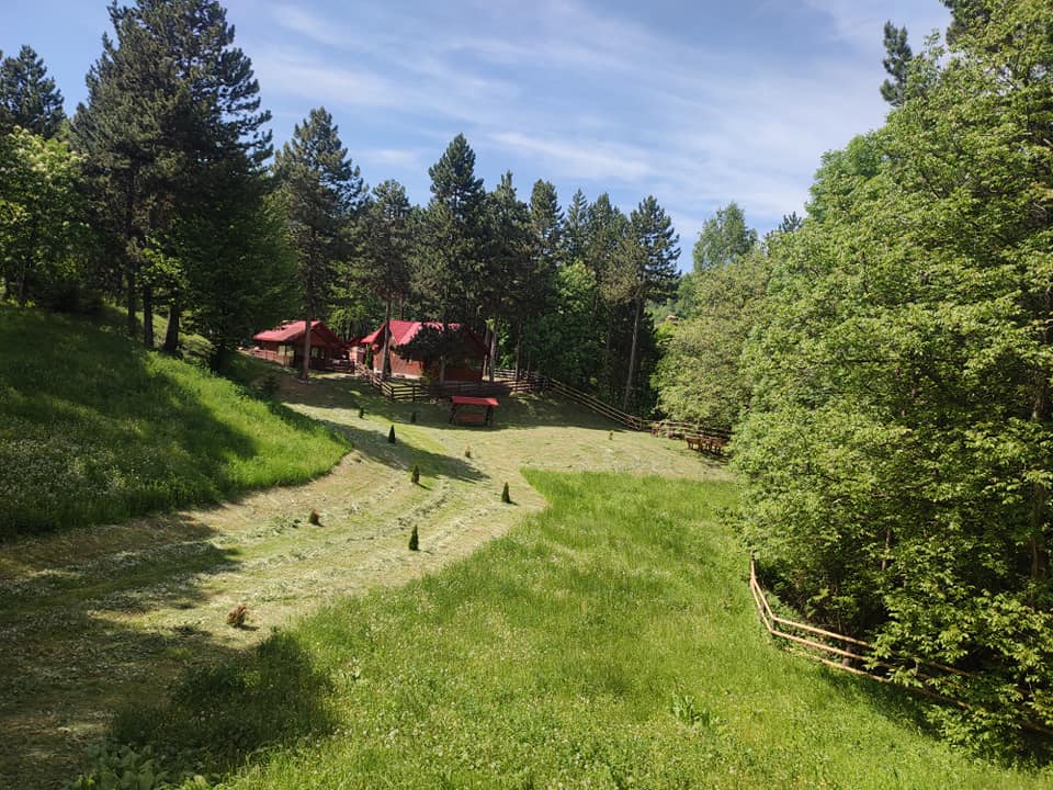 Cabana dintre pini